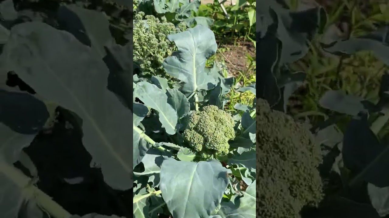 Broccoli Green Magic Variety 