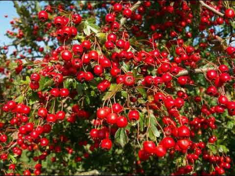 KETAHUILAH!!! Inilah 15 Manfaat dan Khasiat Buah  Hawthorn Berry Untuk Kesehatan