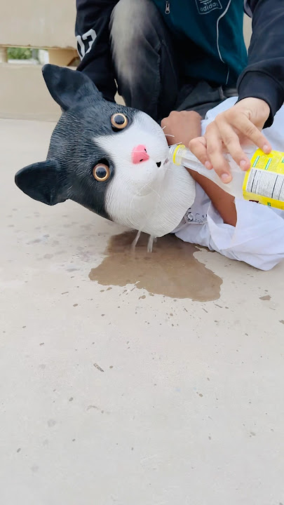 Cat Is Very Naughty 😹❤️|