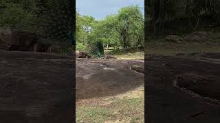 Beauty Of The Nature  Rajarata University   rusl wildlife safari shorts morningmotivation