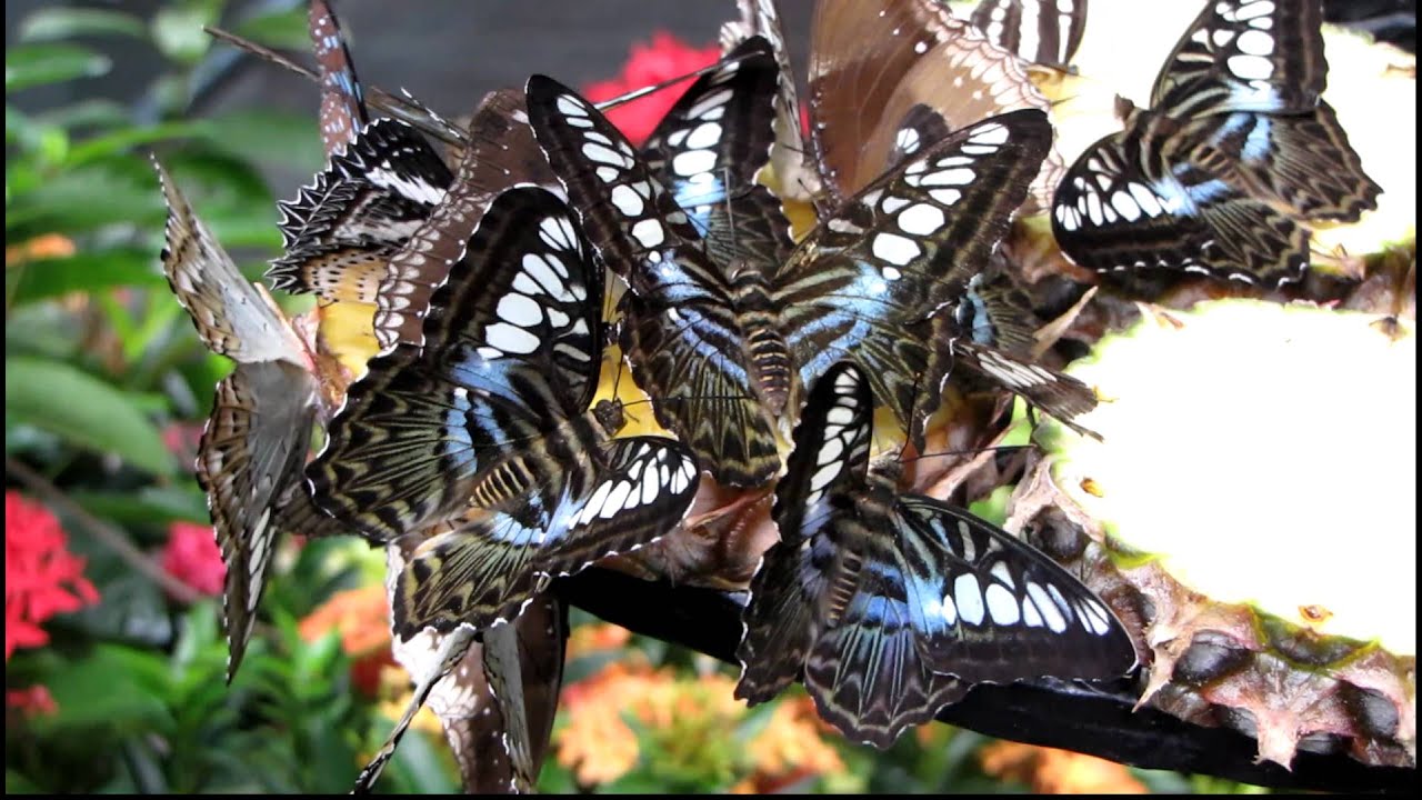Butterfly Garden at Terminal 3, Singapore Changi Airport YouTube