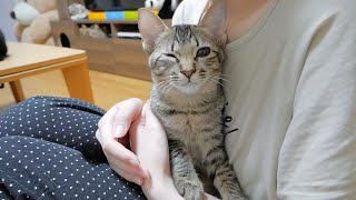 完全に子猫に嫌われました