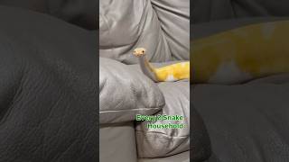 Every 2 Snake Household