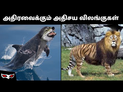 அதிரவைக்கும் அதிசய விலங்குகள் | Amazing Hybrid Animals  | Tamil Ragasiyam