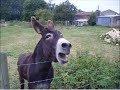 New funny donkeys laughing video clips compilation
