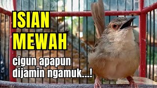 PANCINGAN CIGUN GACOR MEWAH ISIAN MATERI BANYAK VARIASI TEMBAKAN - FULL NGEROLL BREN PANJANG