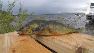 Catch n' Cook Yellow Perch in a Mountain Lake (Day 1)