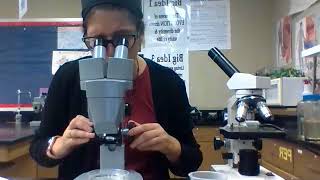 Using different microscopes to view organisms in pond water