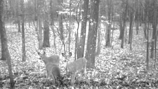 Does on the Cuddeback Black Flash