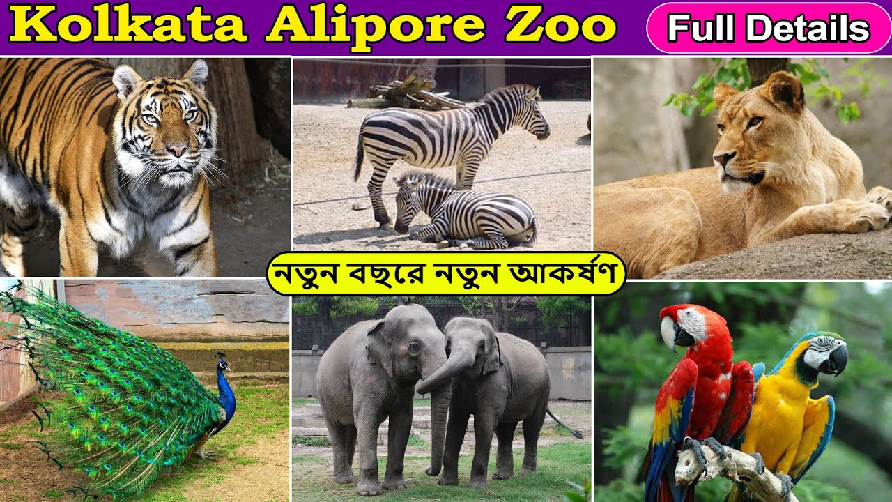 Alipore Zoo Kolkata 2022 Zoological Garden alipore-zoo-kolkata-2022-zoological-garden