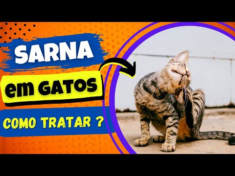 Vídeo: Por que meu gato parece sarnento?