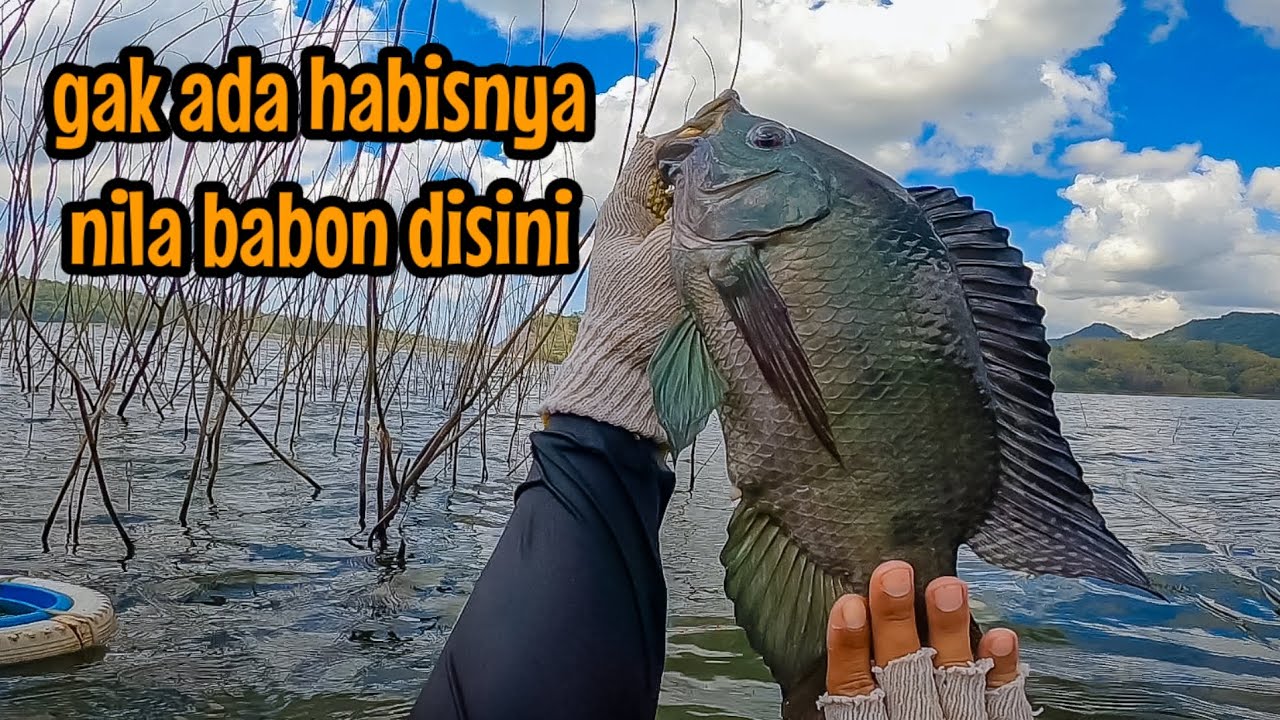 RASANYA SAMPAI KE UBUN-UBUN‼️IKAN NILA BABON MENGHAJAR JORANKU||mancing ikan nila di waduk wonorejo