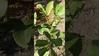 Flowering Grafted Rambutan ( Nephelium lappaceum )