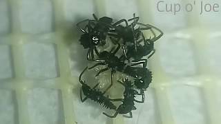 Life Cycle (1): 🐞 Ladybug - From Eggs to Larvae Profile