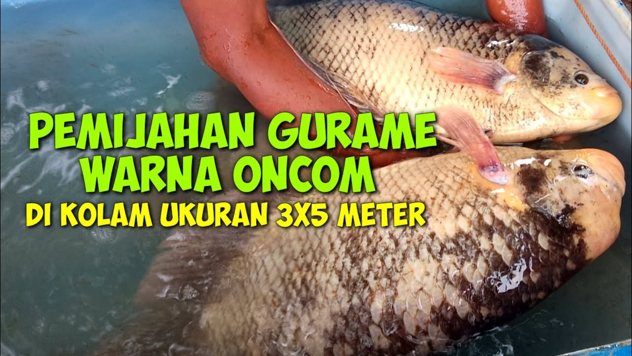 PEMIJAHAN IKAN GURAME WARNA ONCOM