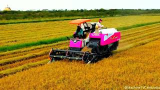 Incredible Kubota Combine Harvester Full Operation Skilled Operator Safe Rice Harvesting