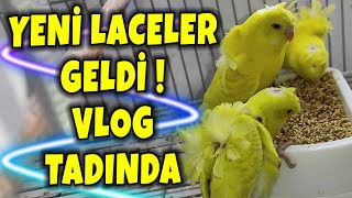 3750 TL DEĞERİNDE KUTU ! VLOG LACEWİNG JAPO MUHABBET KUŞU #2