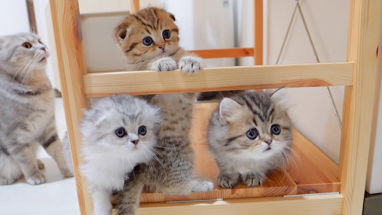 自分だけかまって欲しい子猫』→他の子猫に構ったら…まさかの『可愛