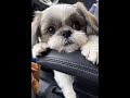 Shih Tzu Cuteness Level: 1000% 🔥🐶 #omglookatherlegs