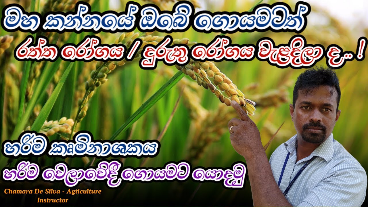පැල මැක්කාගේ හානියට හොදම විසදුම | Rice thrips attack