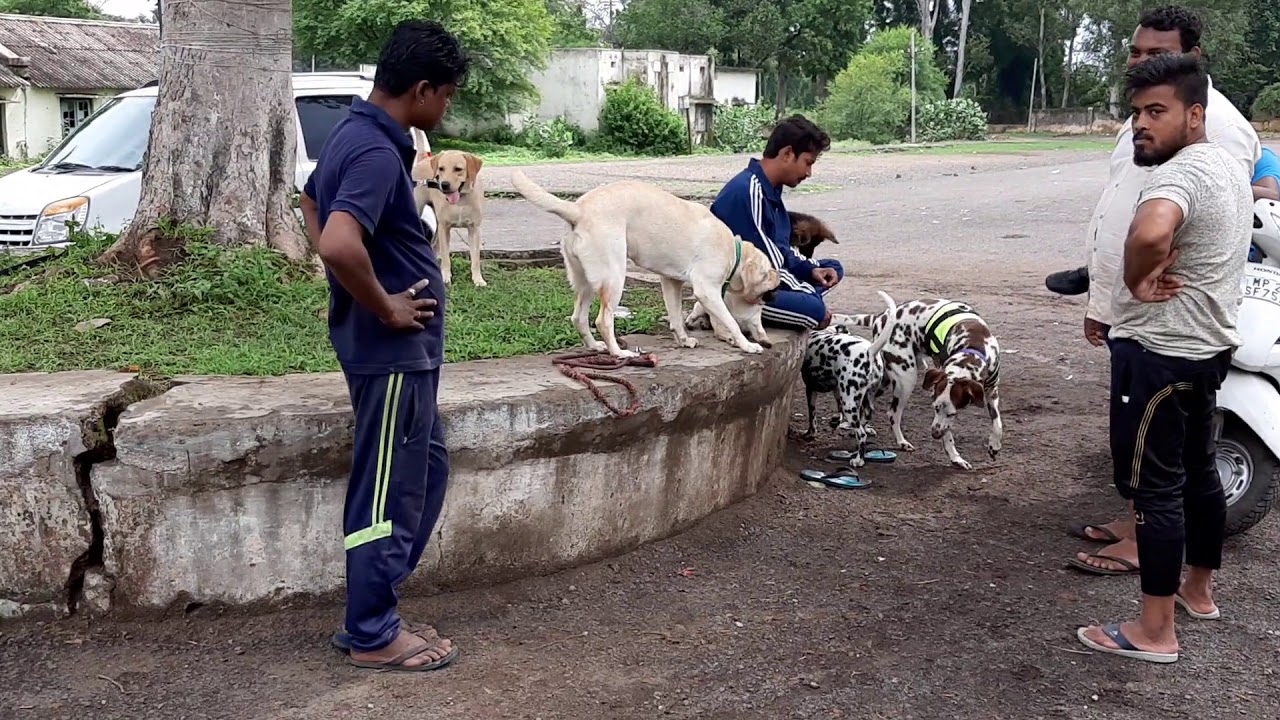8602929599 Dogs play park in Jabalpur MP to purchase call 8602 929 599