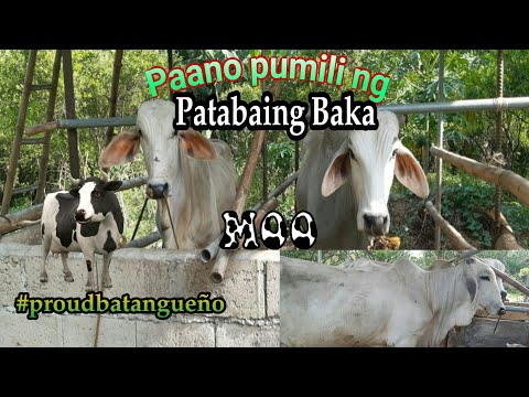 Video: Paano Pumili Ng Alaga