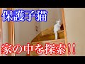 【野良子猫保護】家の色んな場所を探索して食べて遊んで寝る保護子猫が可愛い