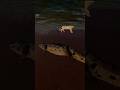 No One Is Safe🐊Savannah Life Roblox #roblox #savannahlife #noyoproductions #shorts #fyp #crocodile