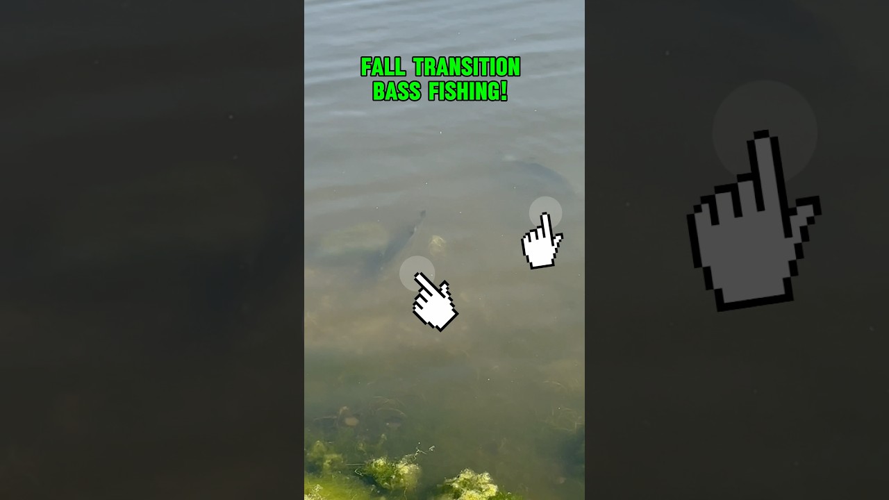 FALL Transition Bass Fishing NOW!! 