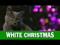 Jingle Cats White Christmas HD