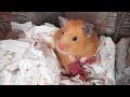あれあれ 赤ちゃん産んでましたよ