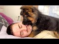 German Shepherd Puppy Wakes Up Owner [Cutest Alarm Clock Ever]