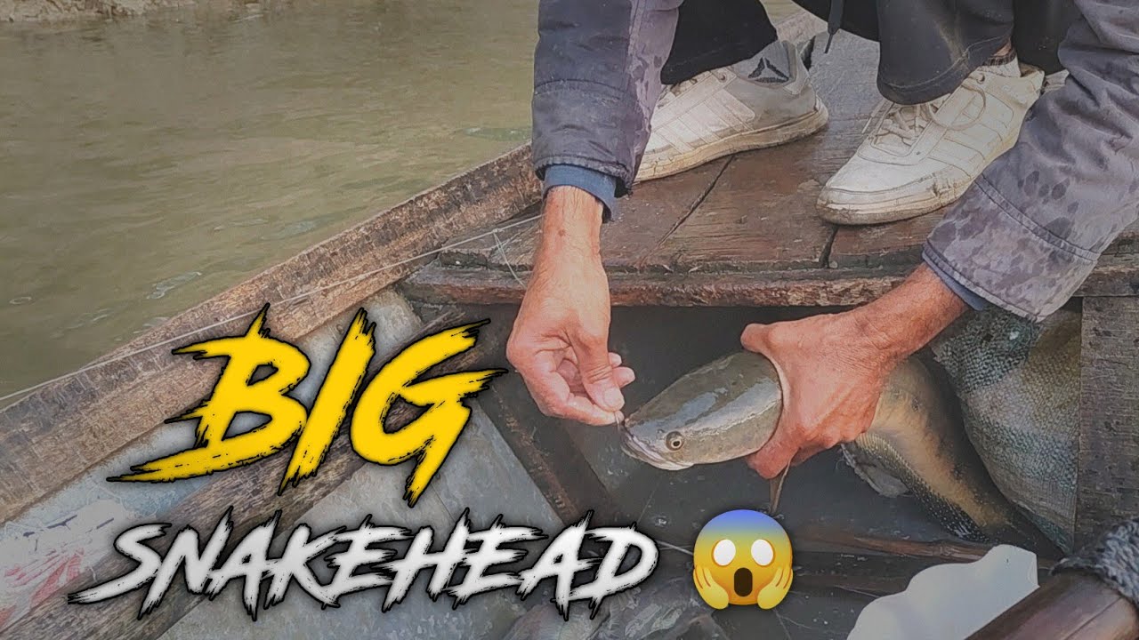 Видеоролики об индийской рыбалке с крючком | Видео о ловле змееголовки и баама (угря) | Рыбалка в...