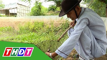 Nuôi cua đồng trong ao đất | Nông dân khởi nghiệp - 30/6/2024 | THDT