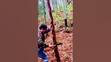 technique of cutting down trees with a sharp machete #shorts