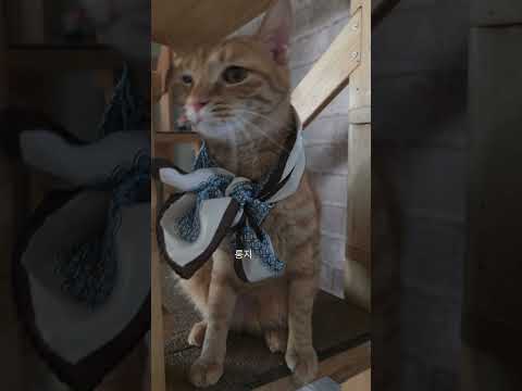 이름만 부르면 꿀딴지 된다냥!!#비맞은눈뜬꼬물이#고양이 #입양갔다가다시데려온새꾸#고양이들일상