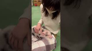 you can play with mini pigs in Tokyo