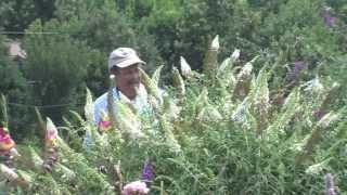 Bee Research