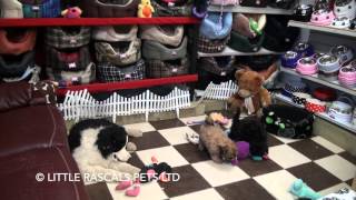 Little Rascals Uk breeders New litter of Shipoo boys and girls - Puppies for Sale 2016