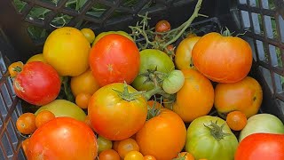 Our First Tomato Harvest Of The Season l Growing For Good Farm