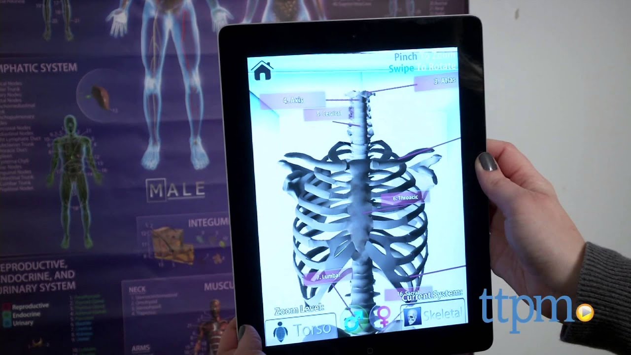 Human Anatomy Interactive Poster from Popar Toys - YouTube