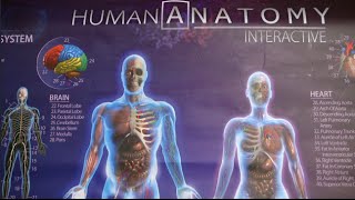 Human Anatomy Interactive Poster from Popar Toys screenshot 4
