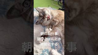 【元気です】パパの役割り紹介します。ごはんと水の入れ替えです。 #ジャンポン #保護猫 #猫のいる暮らし