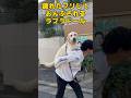 疲れたフリして嘘をついてるのが隠せないラブラドールレトリバー #shorts #shortvideo #ラブラドールレトリバー