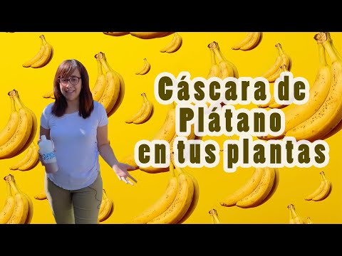 Video: Banaanikoore Väetis: Kuidas Teha Banaanikoore Väetist? Milliste Taimede Puhul Saab Koort Väetisena Kasutada?