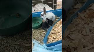 Rabbit #looneytunes #classiccartoons #bugsbunny