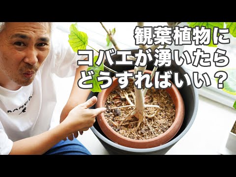 観葉植物にコバエが湧いたらどうすればいい 超簡単な駆除方法 Youtube