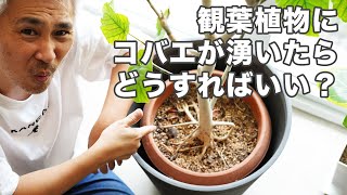 観葉植物を育てるなら見ておきたいyoutubeチャンネル17選 家造り Net