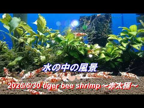 2026/6/30 水の中の風景 #タイガービーシュリンプ #赤太極 #アクアリウム #aquarium #癒し #healing