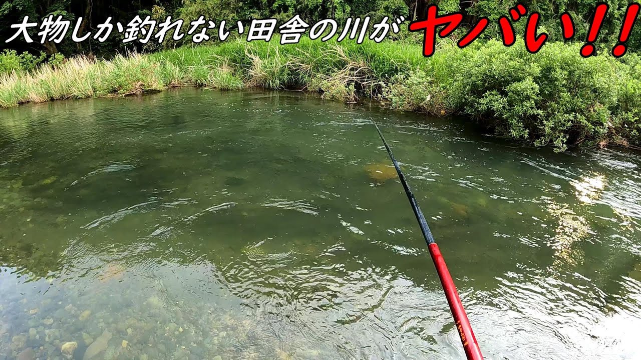 田舎の川が大物ばかりでヤバ過ぎた！！